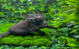 Egyptian Mau cats for sale: Smoke Egyptian MAU x Bengal spotted&marble kittens - Image 9