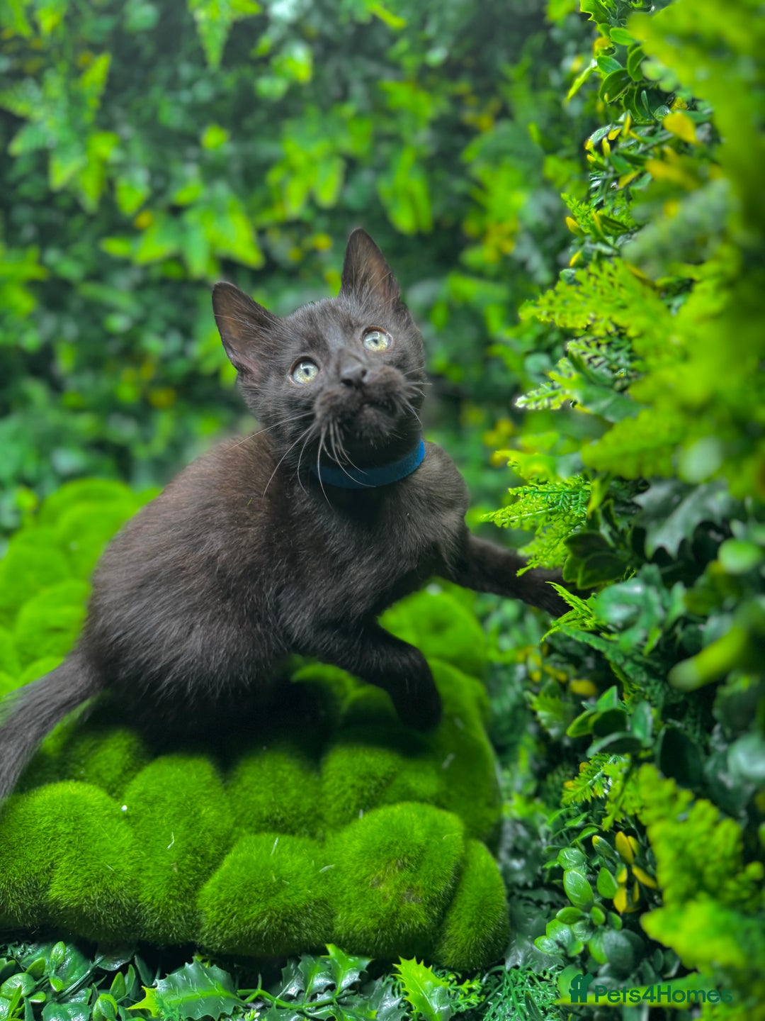 Egyptian Mau cats for sale: Smoke Egyptian MAU x Bengal spotted&marble kittens - Image 9