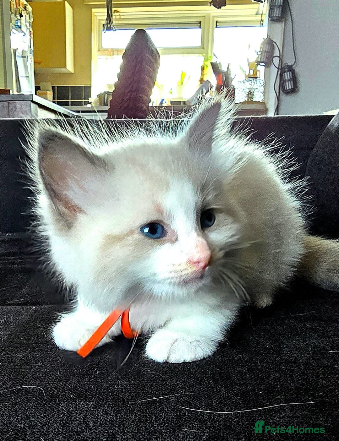 Ragdoll cats ​ Exceptional Ragdoll Kittens – Stunning Bicolor - Advert 4
