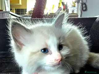 Ragdoll cats Exceptional Ragdoll Kittens – Stunning Bicolor - Advert 3