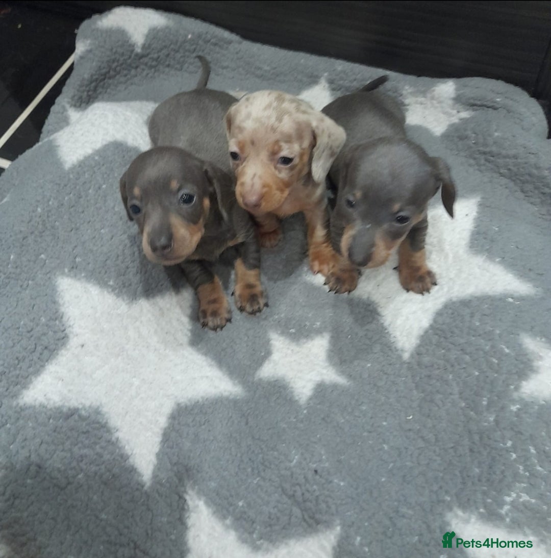 Miniature Dachshund dogs for sale: Miniature dachshund puppies  - Advert 14