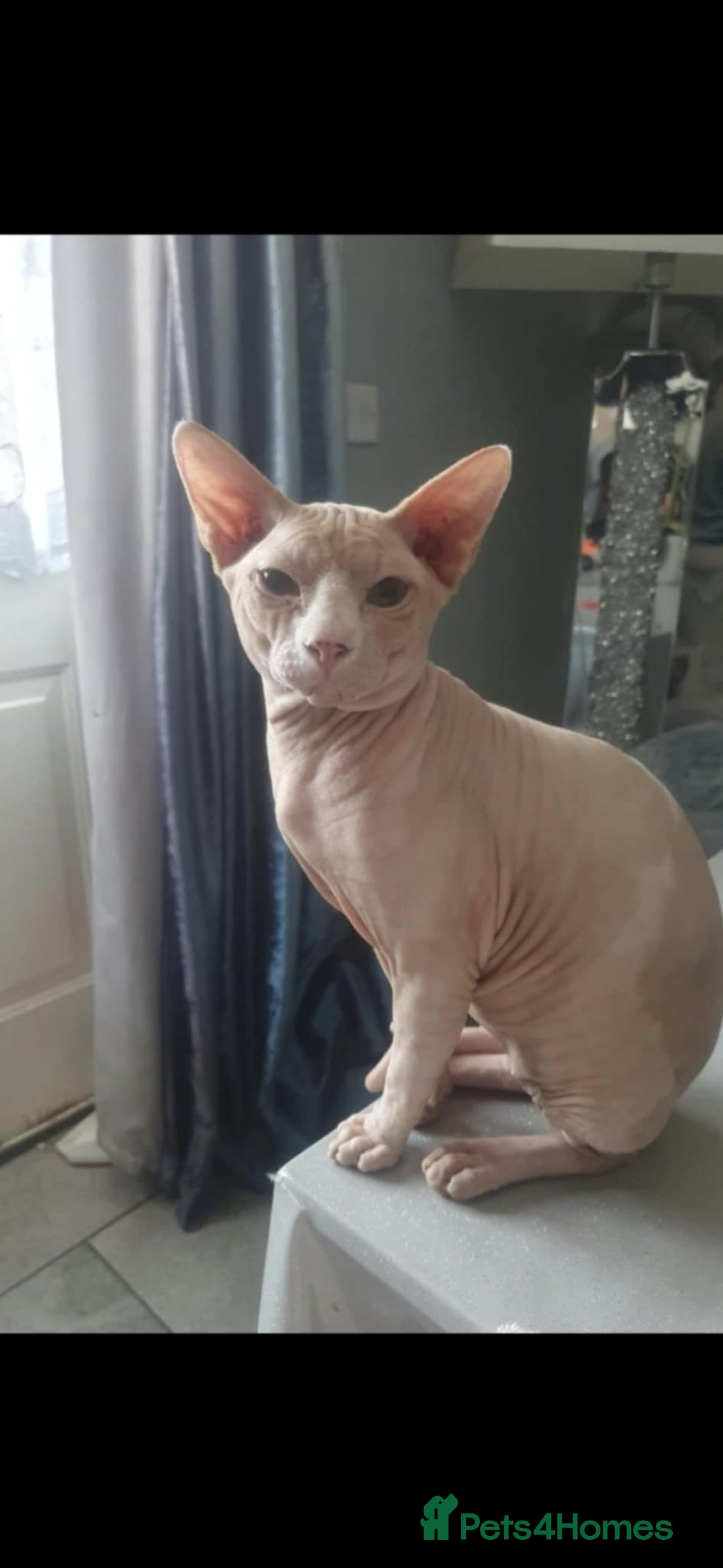 Sphynx cats for sale: READY NOW ONE LEFT SPHYNX BABY GIRL 💖 - Advert 4