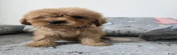 Cavapoo dogs for sale: 🐶Amazing cavapoo pups for sale🐶 - Advert 13