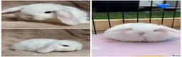 Mini Lop rabbits for sale: Beautiful mini lop babies available on may 28th - Advert 4