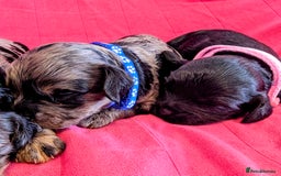 Cavapoo dogs for sale: Beautiful Phantom Merle and Phantom Cavapoos - Image 11