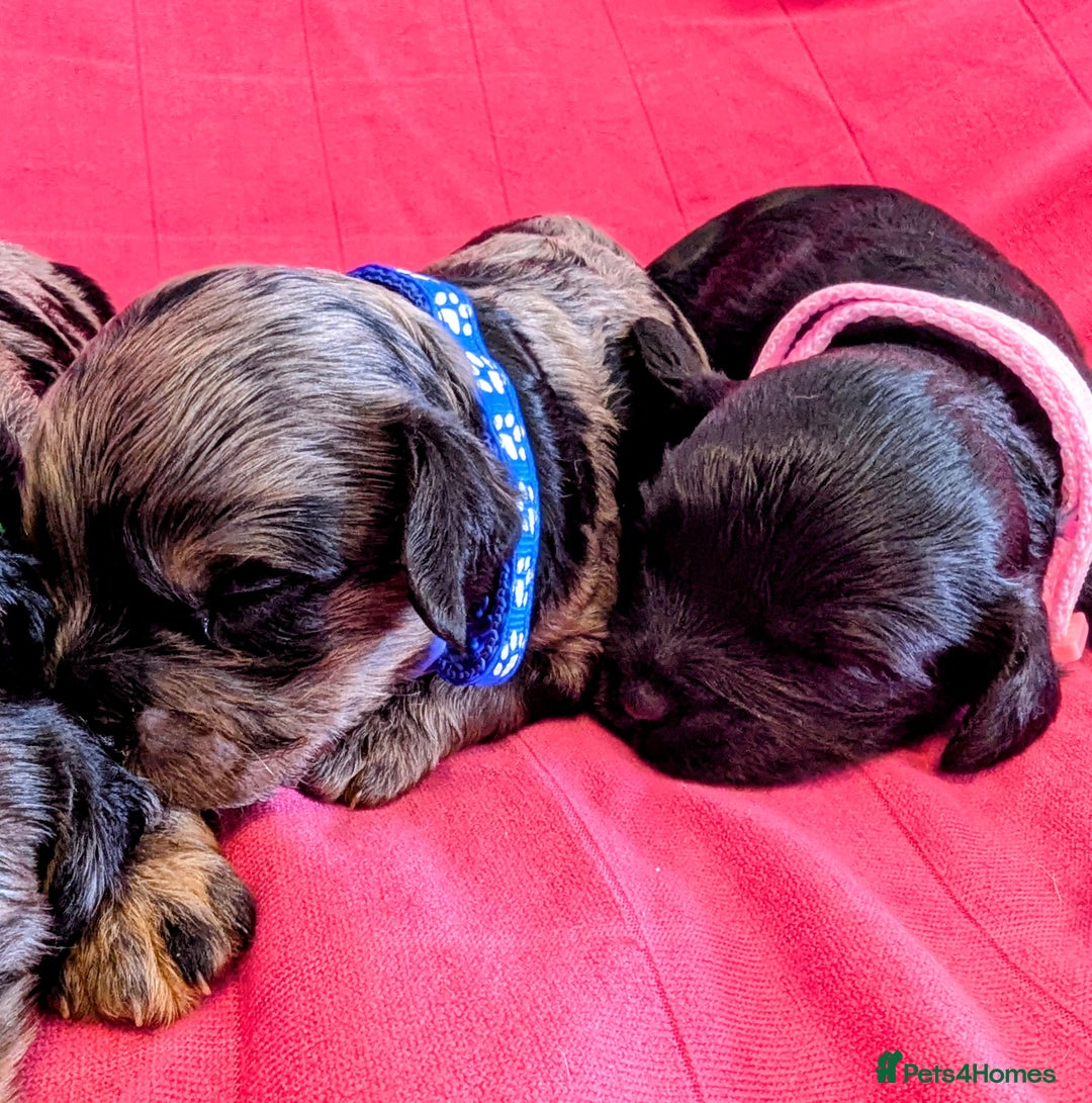Cavapoo dogs for sale: Beautiful Phantom Merle and Phantom Cavapoos - Image 11