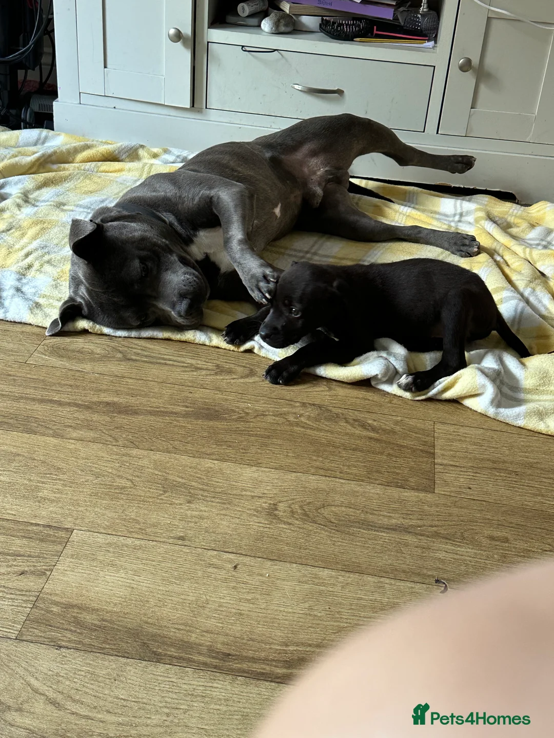 Staffordshire Bull Terrier dogs for stud: Blue Staffordshire Bull Terrier For Stud  - Advert 2