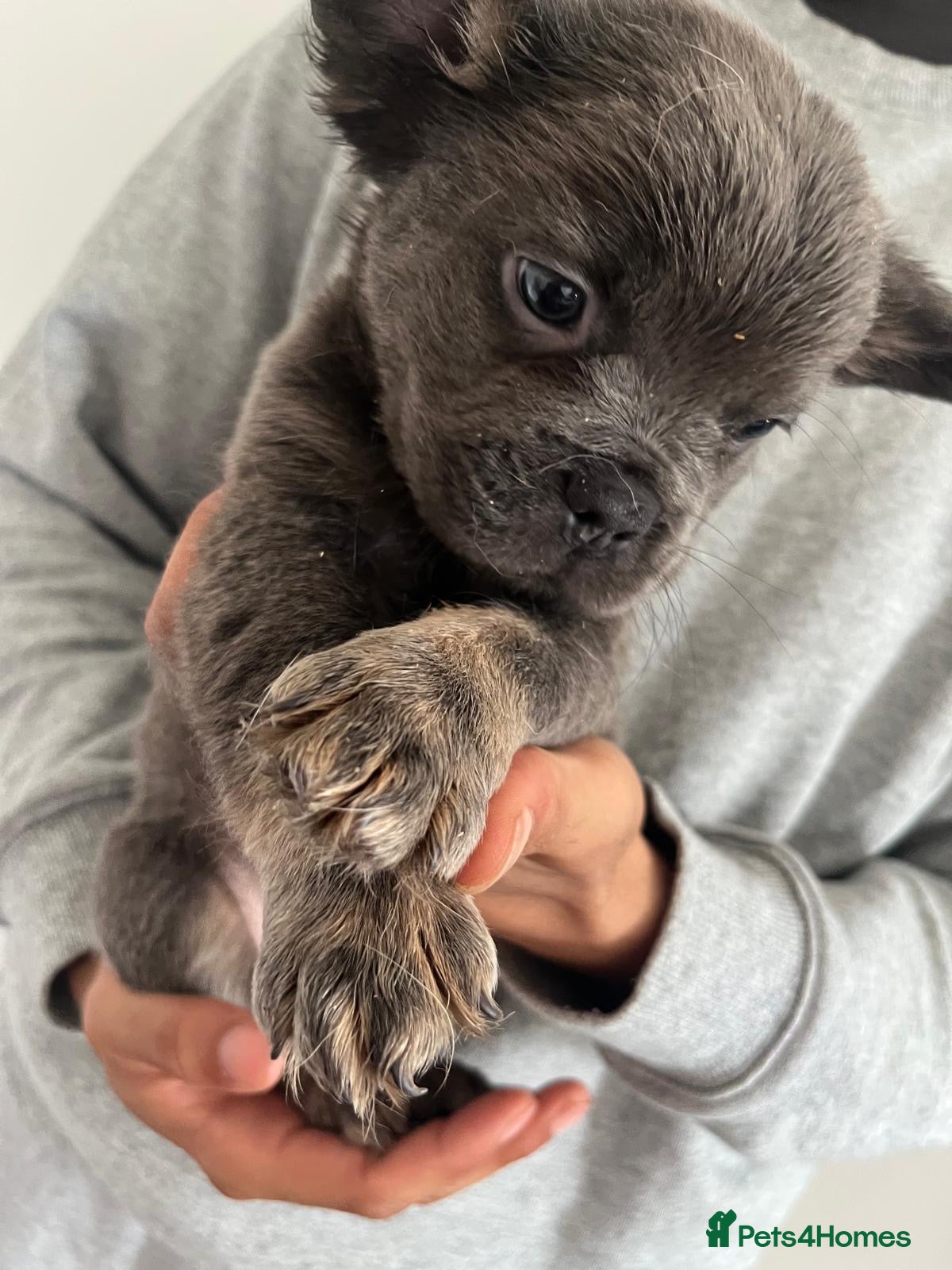 French Bulldog dogs for sale: French bulldogs for sale  - Advert 18