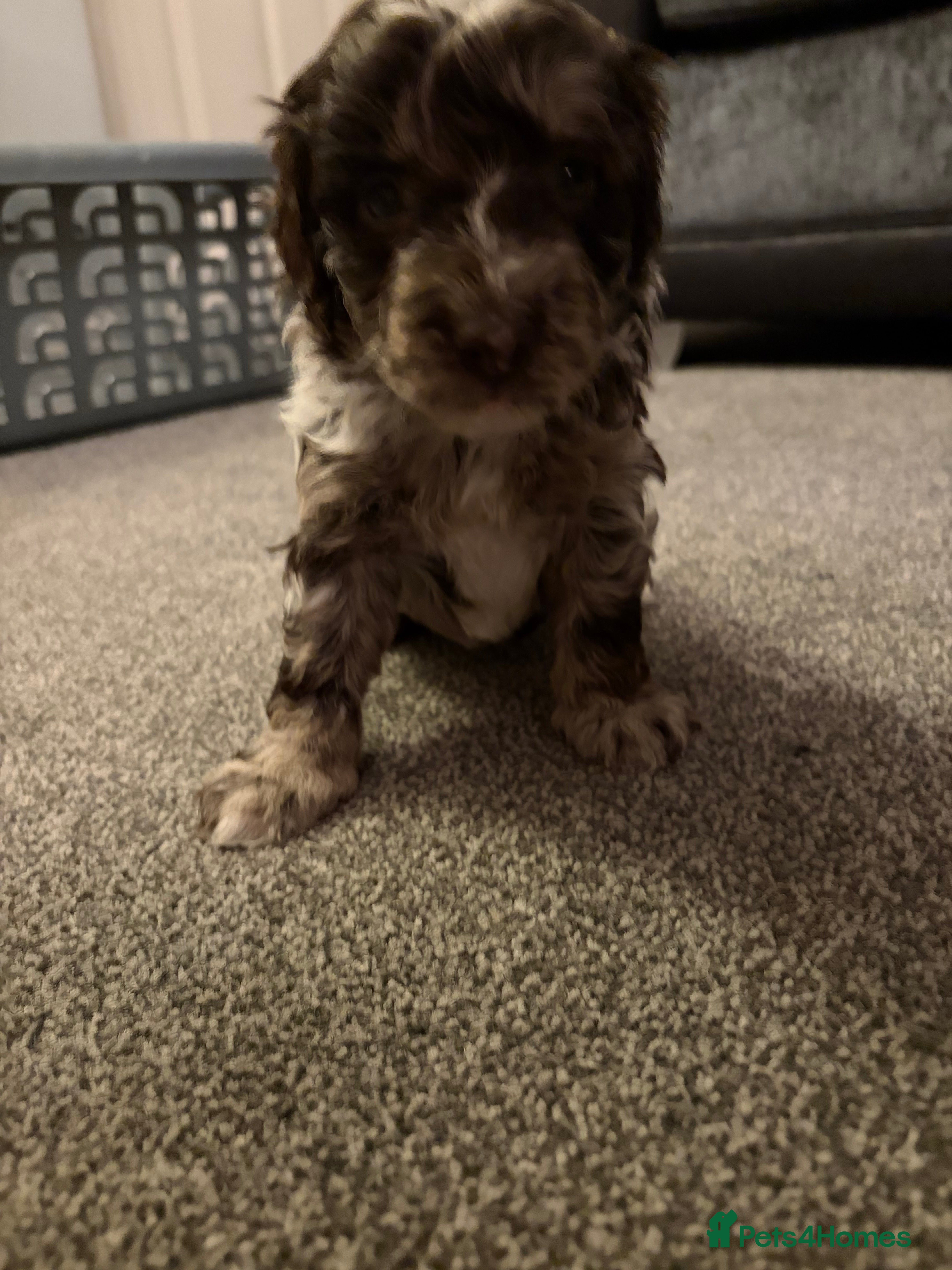 Bordoodle dogs Stunning litter of colliepoo/bordoodle puppies  - Advert 2