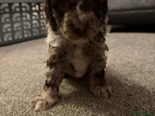 Bordoodle dogs Stunning litter of colliepoo/bordoodle puppies - Advert 1