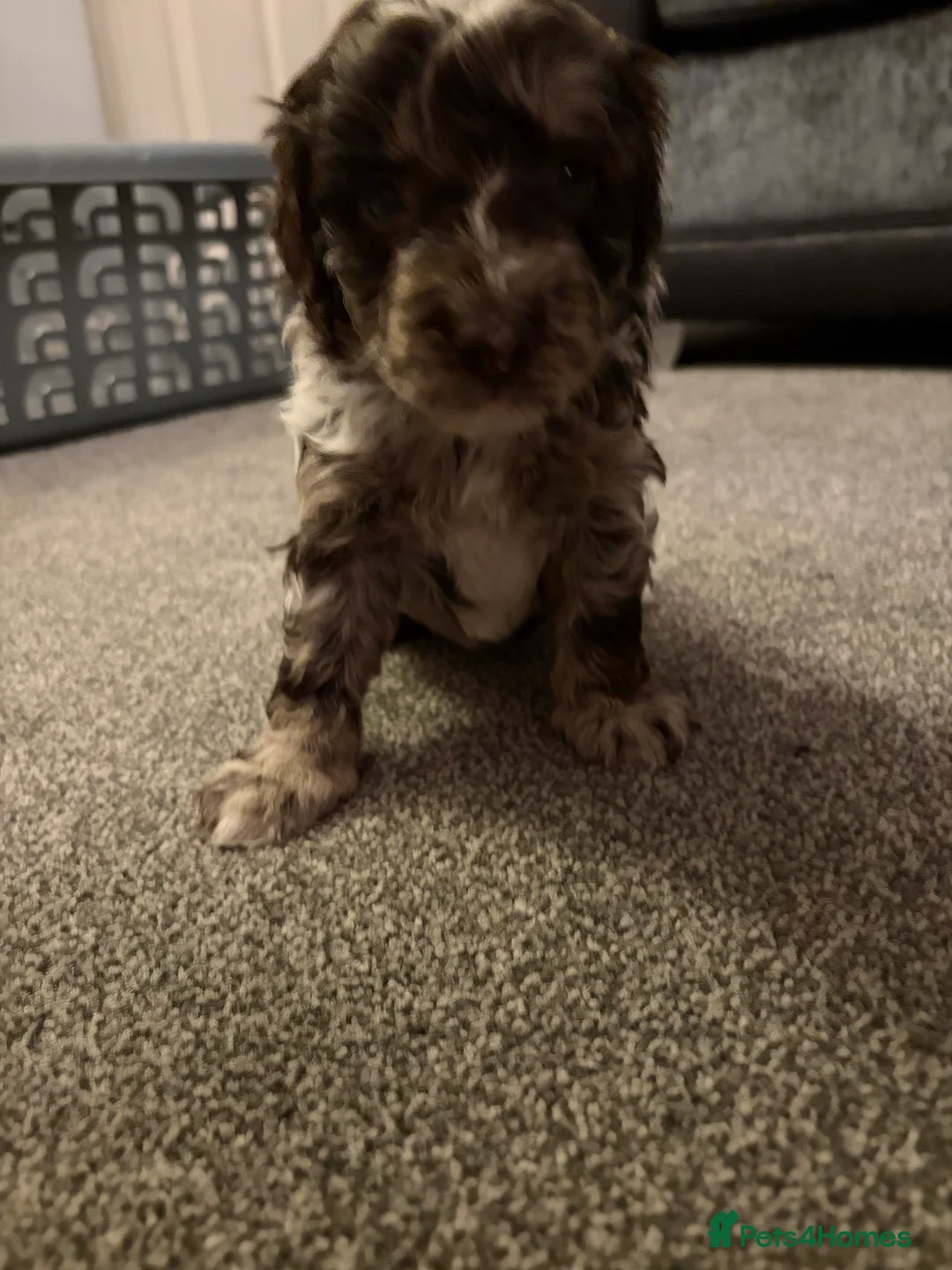 Bordoodle dogs for sale: Stunning litter of colliepoo/bordoodle puppies  - Advert 5