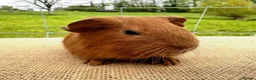 Guinea Pig rodents for sale: Pair of pet baby brothers  - Advert 6