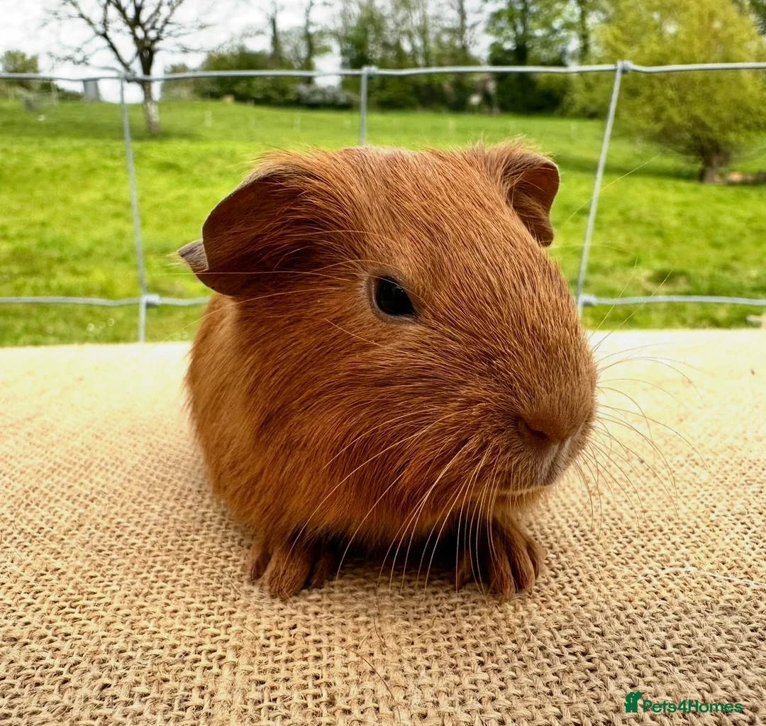 Guinea Pig rodents for sale: Pair of pet baby brothers  - Advert 6