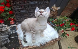 Bengal cats for sale: Prenium TICA registered Bengal Kittens - Image 10