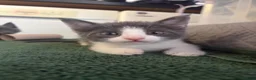 Scottish Fold cats for sale: 🐾 Beautiful Scottish Mix Kittens 🐾 - Advert 6