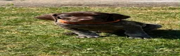 German Shorthaired Pointer dogs for sale: German Short Haired Pointer Puppies KC reg  - Advert 11