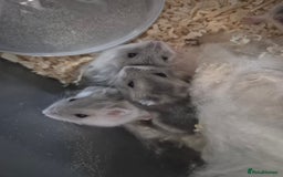 Hamster rodents for sale: Russian hamsters babies  - Advert 8