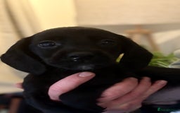 Cockerdor dogs for sale: Beautiful cockerdor puppies - Image 8