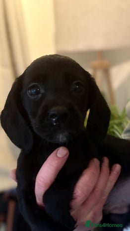 Cockerdor dogs - Advert 1