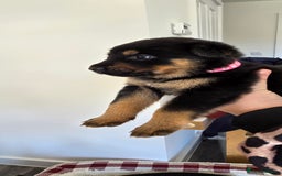 Mixed Breed dogs for sale: Rottweiler × german shepherd puppies - Image 16