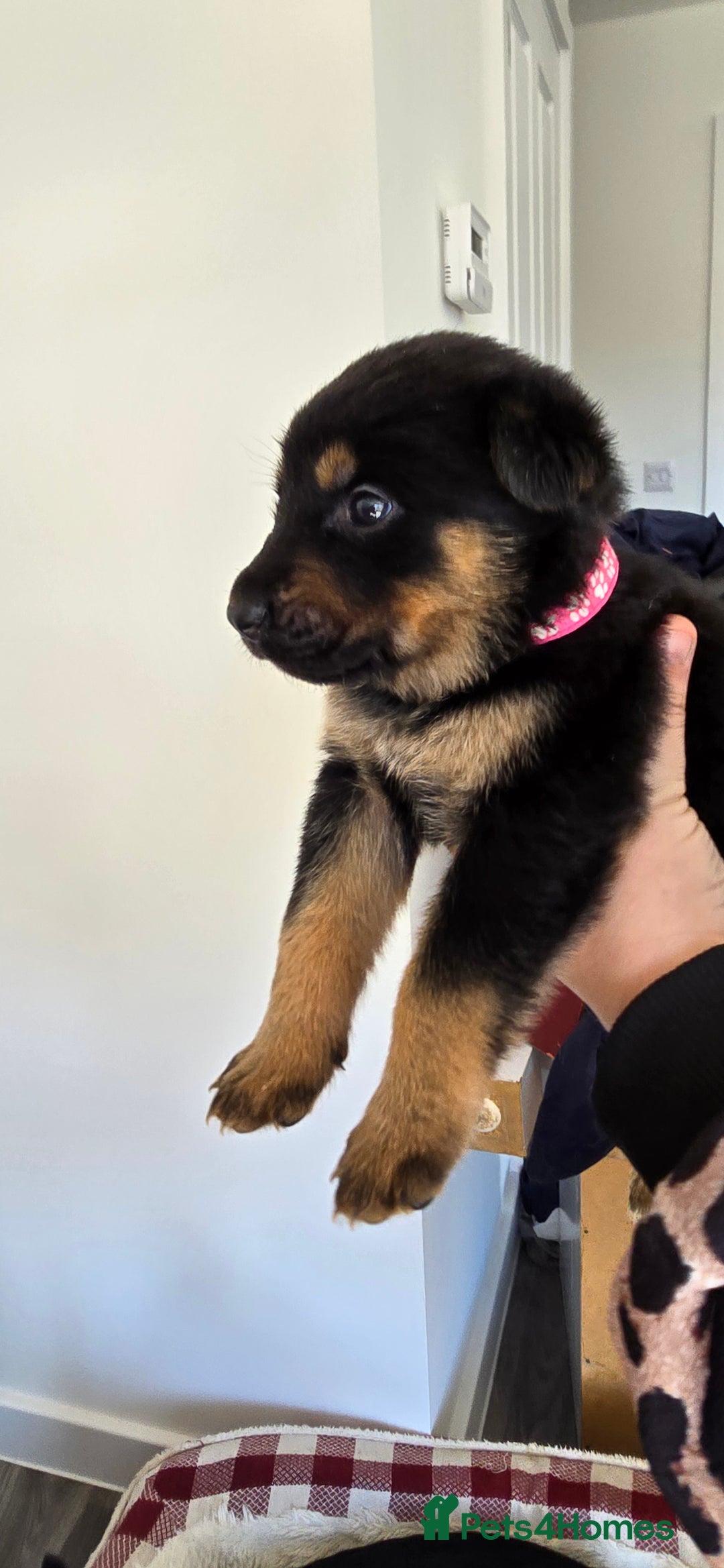 Mixed Breed dogs for sale: Rottweiler × german shepherd puppies - Image 16