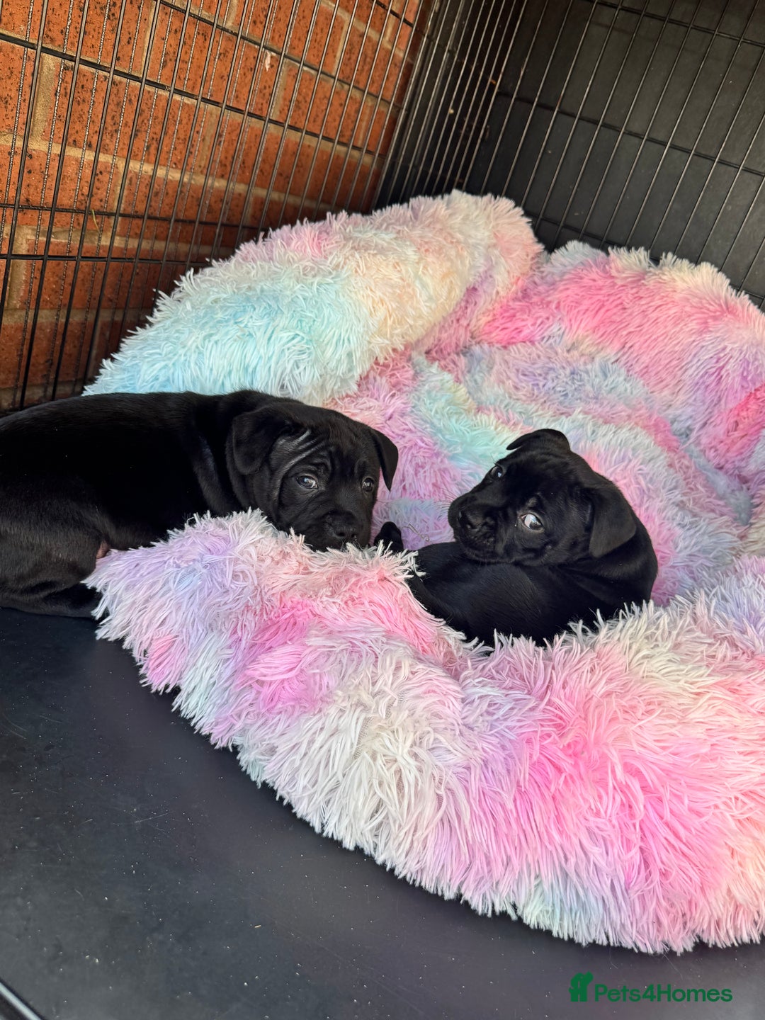 Staffordshire Bull Terrier dogs for sale: Quality Black to blue Staffordshire bull terrier - Image 8