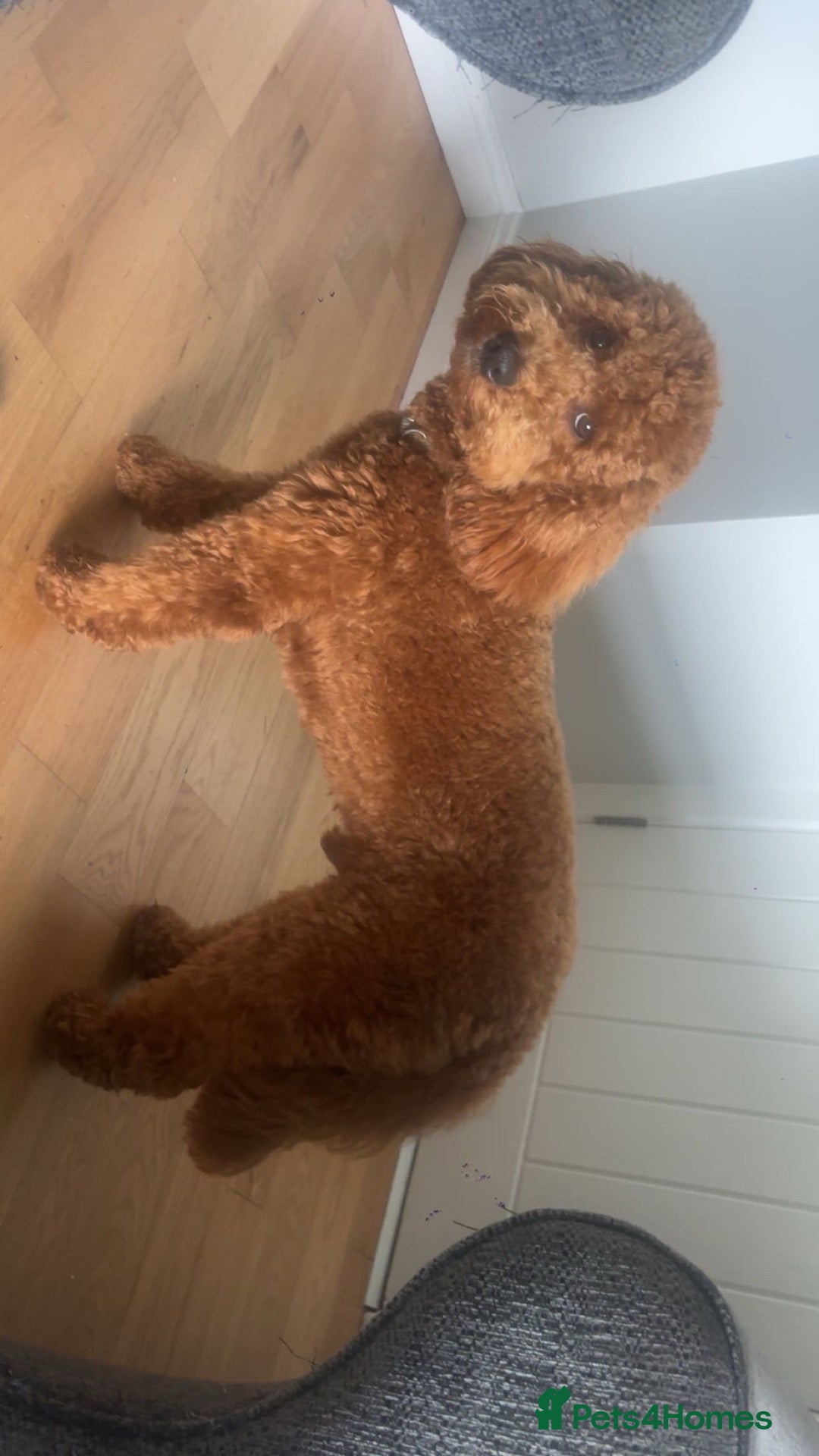 Cockapoo dogs Alfie - Advert 9