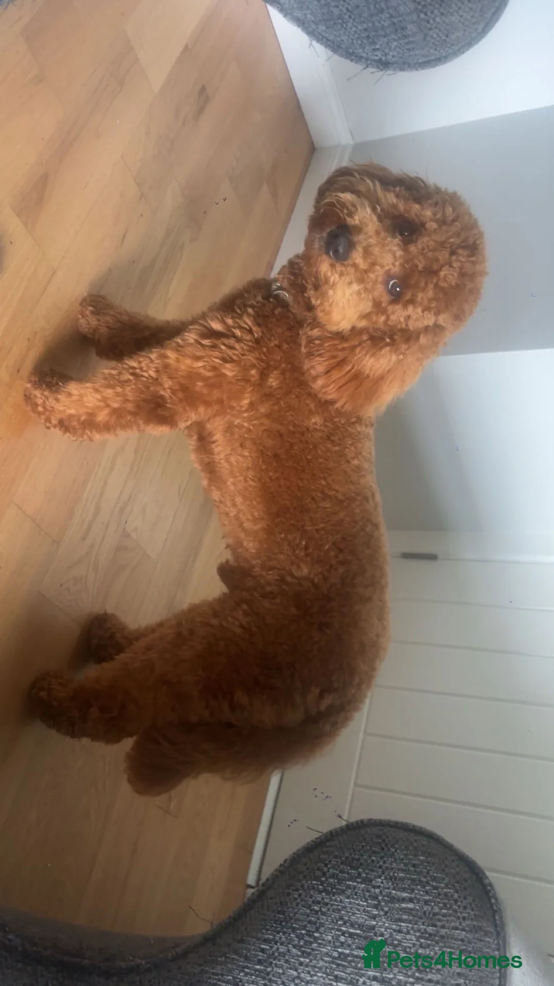 Cockapoo dogs for stud: Alfie in Banbridge - Advert 1