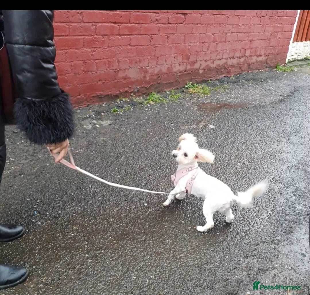 Maltipoo dogs for sale: Korean Maltipoo  - Advert 2