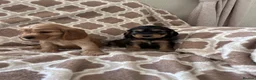 Cocker Spaniel dogs for sale: Kc reg health tested show cocker spaniels  - Advert 10