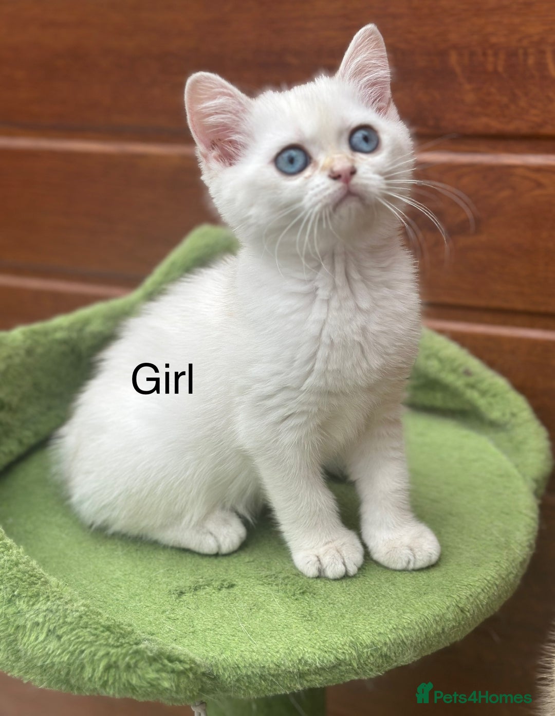 British Shorthair cats for sale: Stunning munchkin fur babies 😻🌼🌸🌺 - Image 28