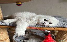 Scottish Fold cats for sale: Scottish Kittens – Fold & Straight – Ready Now - Image 5