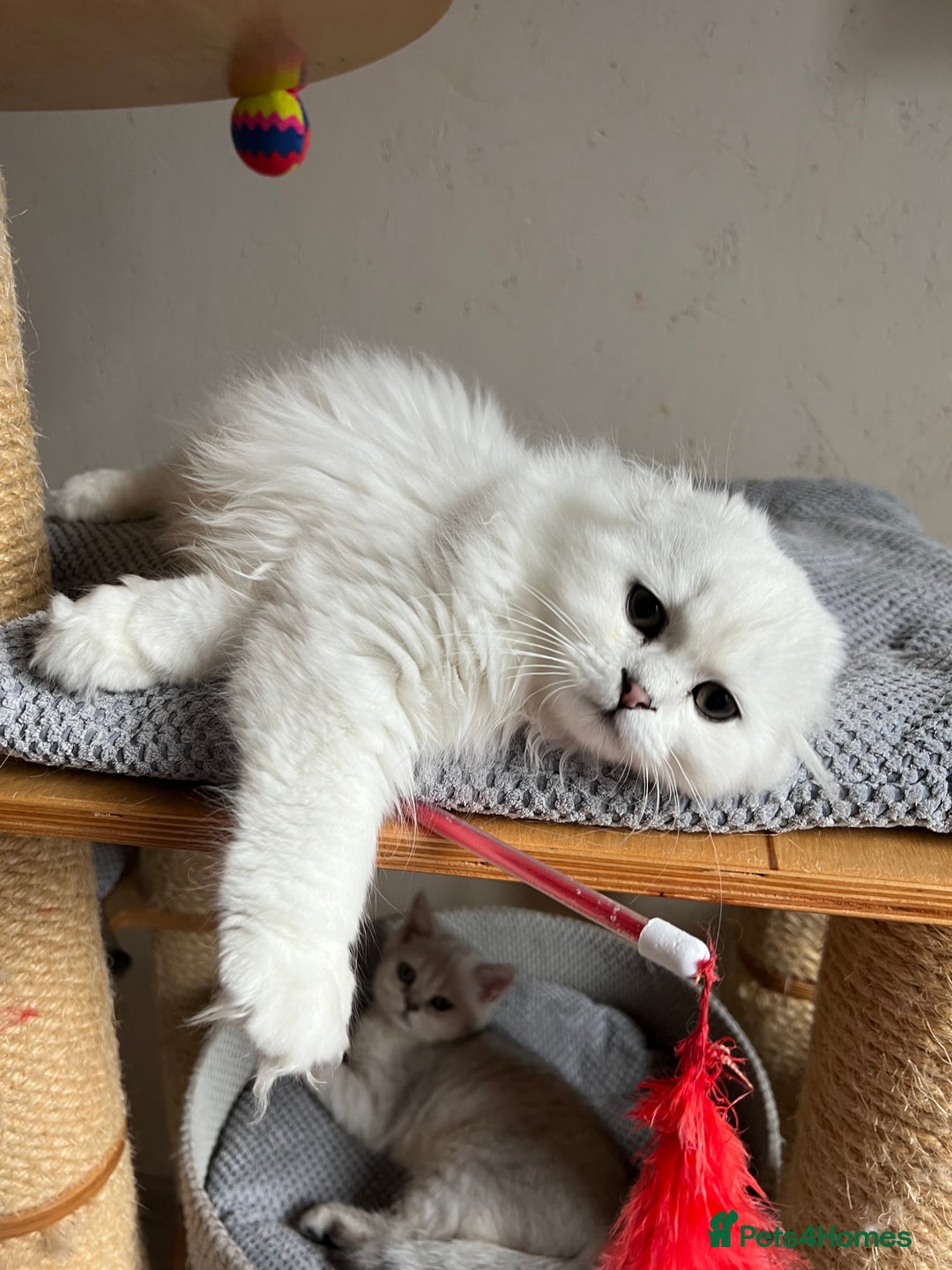 Scottish Fold cats for sale: Scottish Kittens – Fold & Straight – Ready Now - Image 5
