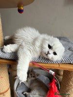 Scottish Fold cats - Advert 6