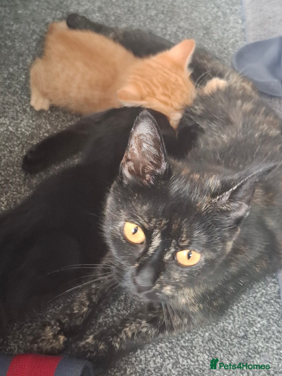 Mixed Breed cats for sale: 3 adorable male kittens  - Image 2