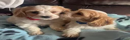 Cavachon dogs for sale: Cavachon puppies  - Advert 6