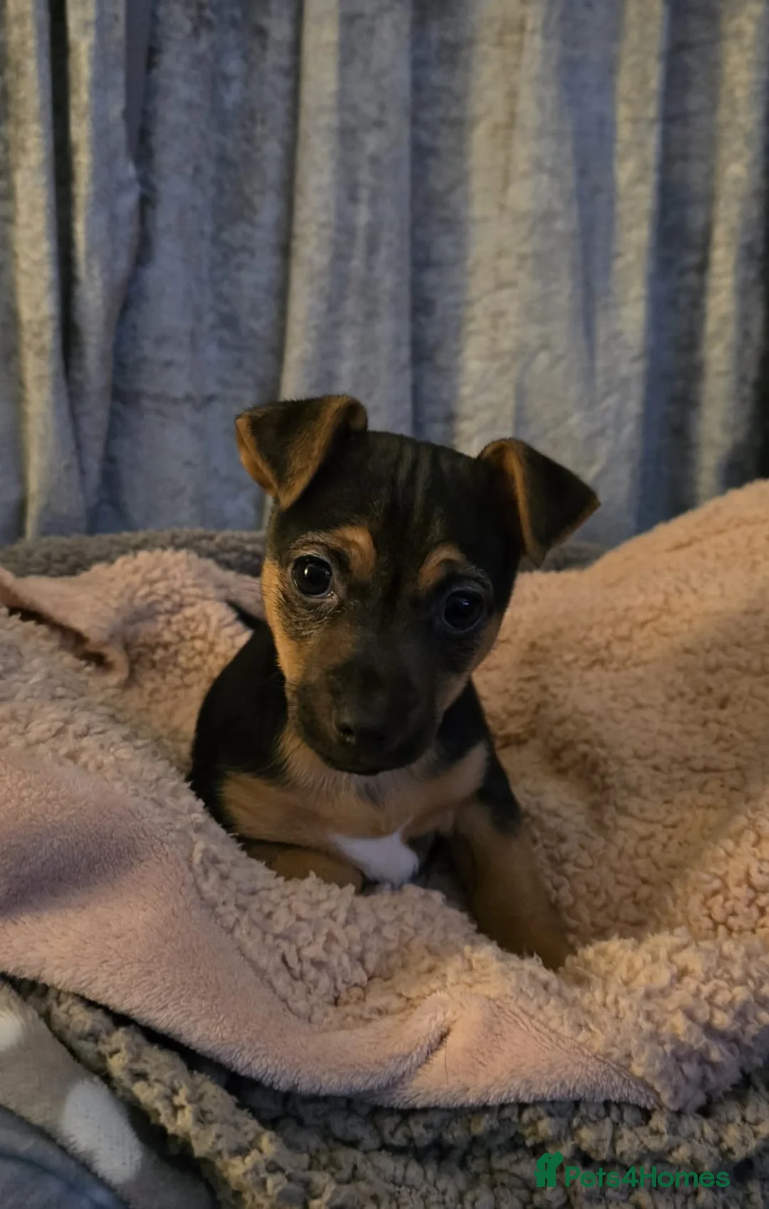 Jack Chi dogs for sale: Jackchi male £695 pup located lancaster   in Morecambe - Advert 1