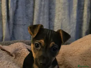 Jack Chi dogs Jackchi male £695 pup located lancaster in Morecambe - Advert 10