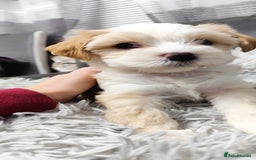 Tibetan Terrier dogs for sale: KC Tibetan Terrier Puppy  - Advert 2