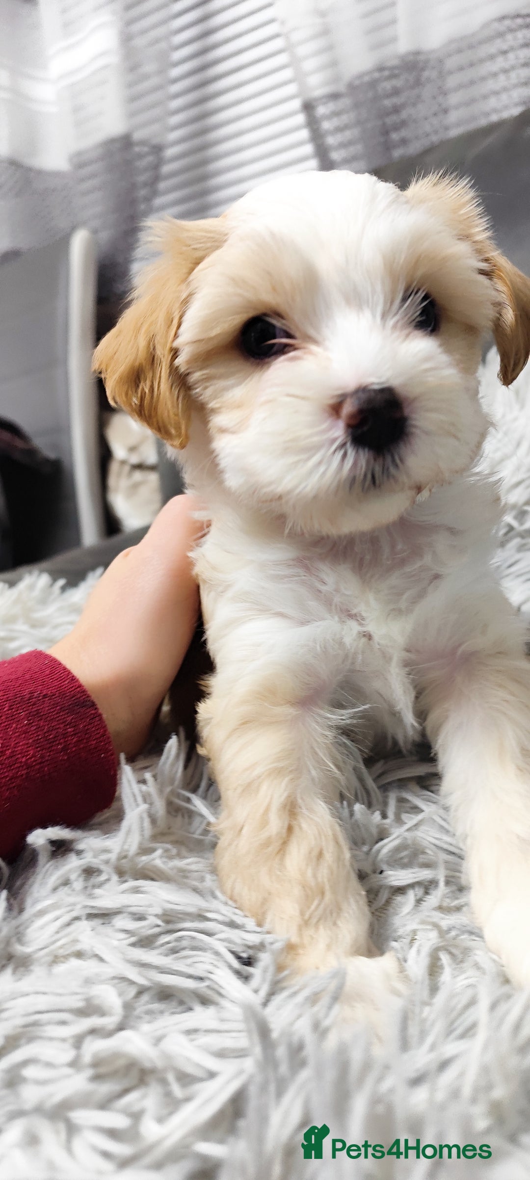 Tibetan Terrier dogs for sale: KC Tibetan Terrier Puppy  - Advert 2