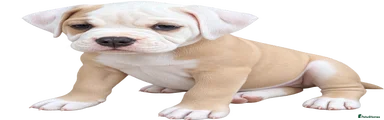 Olde English Bulldogge 5