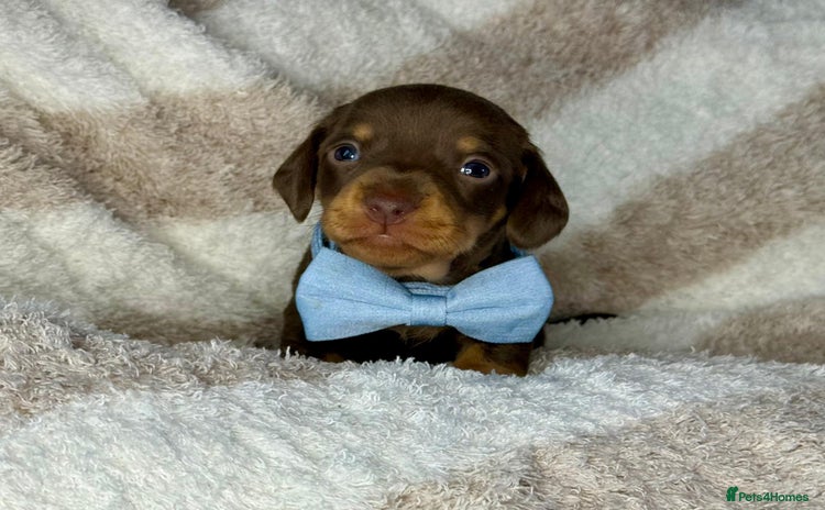 Miniature Dachshund dogs - Advert 8