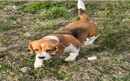 Beagle dogs for adoption: Beautiful Emma is looking for her forever home  - Image 7
