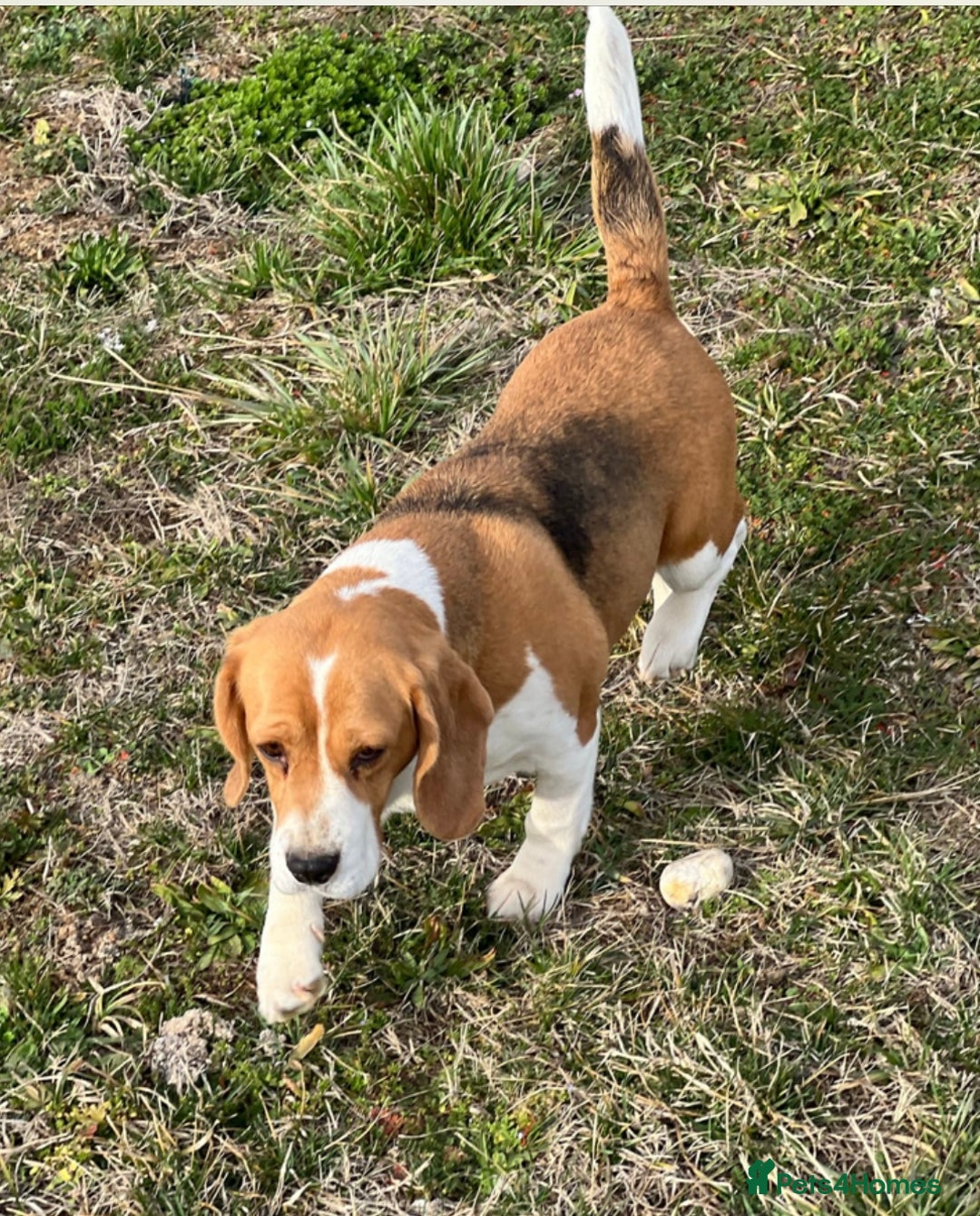 Beagle dogs for adoption: Beautiful Emma is looking for her forever home  - Image 7