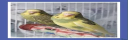 Budgerigars birds for sale: Pet baby budgies priced from £30. - Advert 1