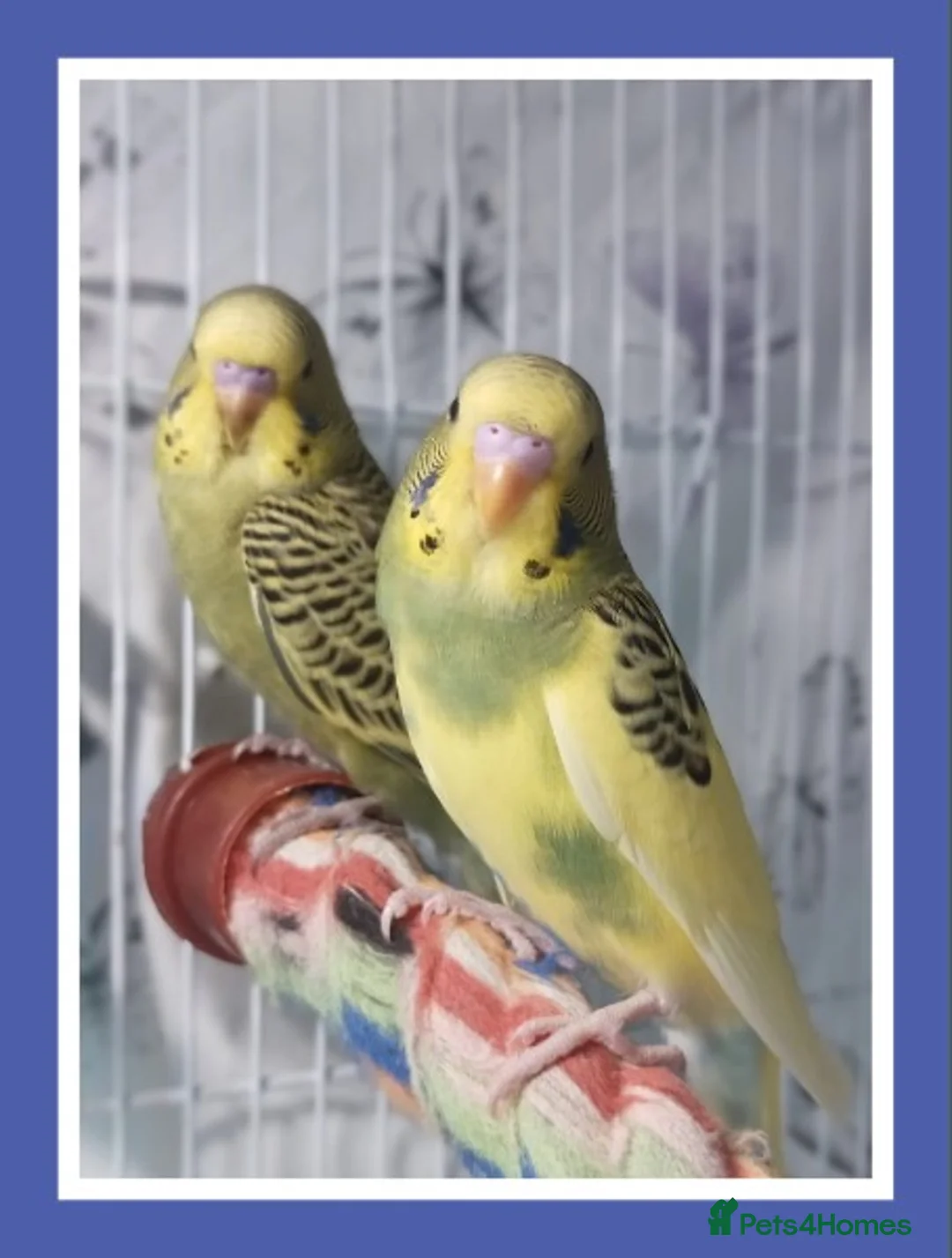 Budgerigars birds for sale: Pet baby budgies priced from £30. - Advert 1