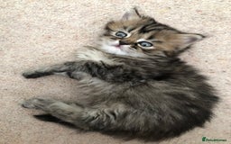 Siberian cats for sale: Stunning Siberian Kittens! - Image 13