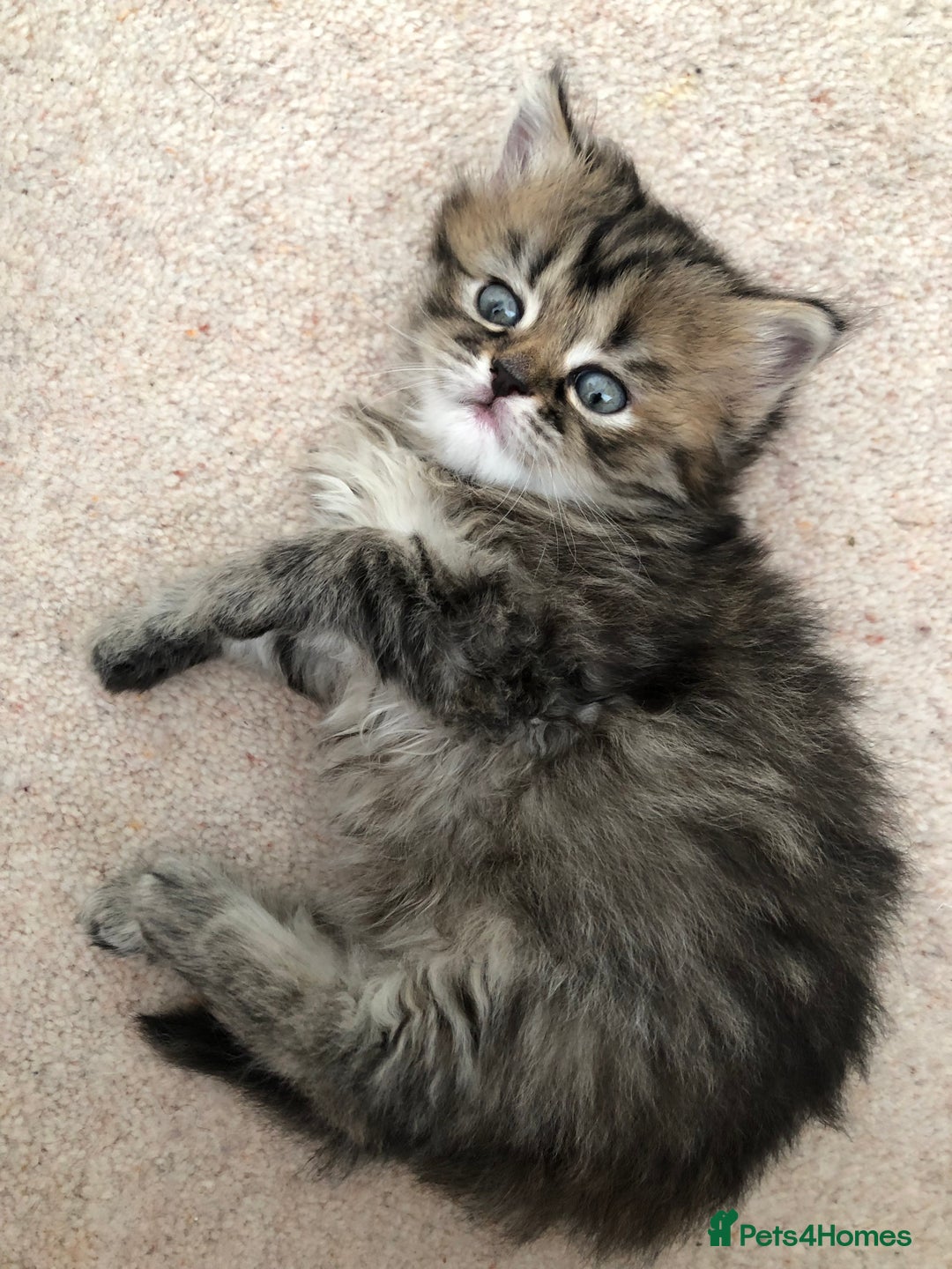 Siberian cats for sale: Stunning Siberian Kittens! - Image 13