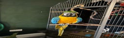 Macaws birds for sale: Macaw - Advert 1