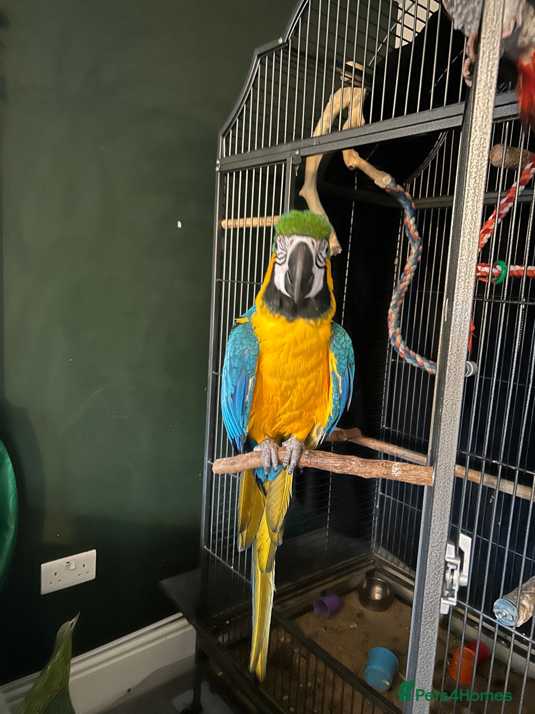 Macaws birds for sale: Macaw - Advert 1